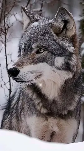 #цитаты #жизнь #тикток #просмотры 