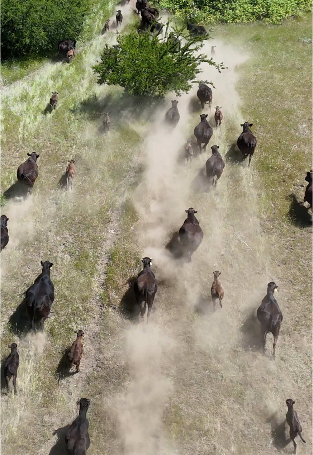 Wagyu stampede at our annual spring roundup! #ranchlife #ranching #wagyucows #cattleroundup #dronevideo 
