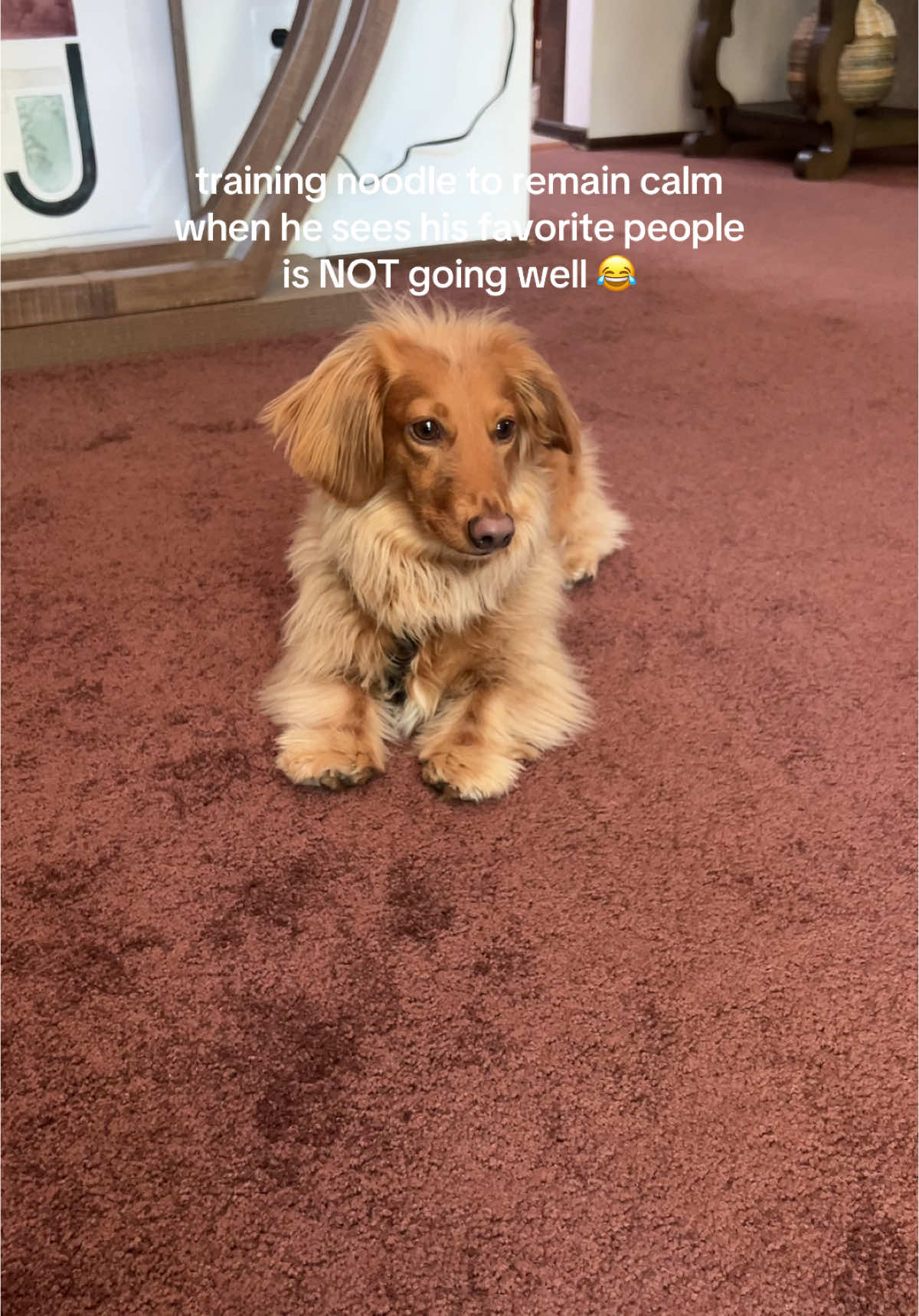 one thing about noodle is…he will NOT remain calm. he loves to see his people!! but, he’s so stinkin loud. #noodleyorkcity #cutedog #dogfunny #dachshund #minidachshund #doxie #dachshundsoftiktok ##dogmom##dogoftheday