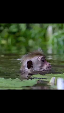Natureza em Movimento: Macacos Caçam Frutos Debaixo d'Água #curiosidades #natureza #animais