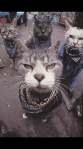 Gangster Cat...😼