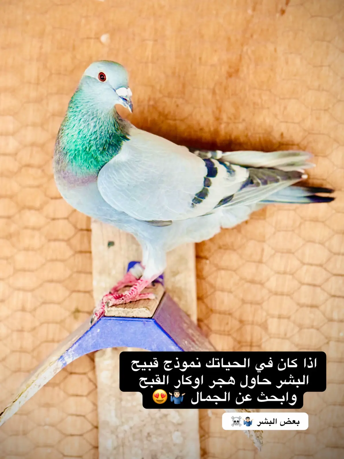 #بعض_البشر 🤷🏻‍♂️#الزاجل_عشق_لاينتهي❤️🕊️؛ #الزاجل_غواية_الملوك🥇#ملوك_التك_توك #الزاجل_الاصيل_سباق_زاخو_بصره_تيم_الزاجل #العراق_السعوديه_الاردن_الخليج #زواجل_الموصل✌  #الشعب_الصيني_ماله_حل😂😂 #الحمامات🇹🇳🇹🇳🇹🇳تونس #جديد #اعادت_نشر🔁 #❤️ #😂 
