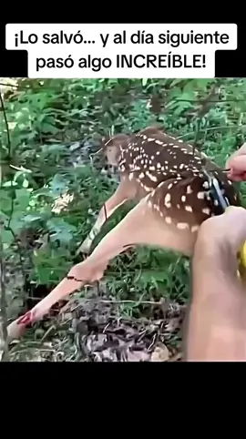 El cervatillo sobrevive. Al día siguiente regresa… y ese encuentro marca el inicio de una amistad inseparable. . . . #HistoriaReal #MomentosInolvidables #AmistadInesperada #Cervatillo #Animales #Tierno #Viral #ParaTi #FYP #AnimalLovers #Heartwarming #ViralVideo #CuteAnimals #FriendshipGoals #TikTokViral