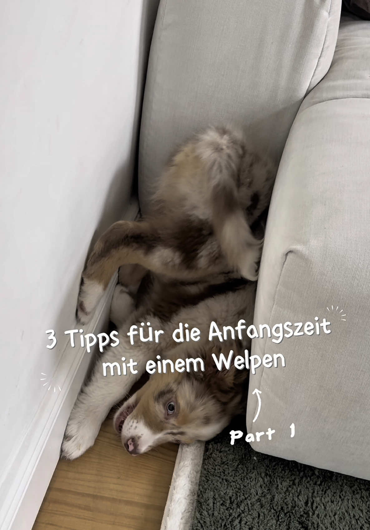 Ganz ehrlich: Ich war am Anfang mit Milo komplett überfordert. 🫠 Man bereitet sich auf die süßen Momente vor – Kuscheln, kleine Pfoten, Welpenduft. Aber niemand redet so richtig über den Stress, den Schlafmangel und das ständige Gefühl, nicht genug zu sein. Deshalb teile ich in diesem Video 3 Dinge, die ich gerne von Anfang an gewusst hätte: 🦴 Tipp 1: Geht anfangs wirklich nur 5 Minuten Gassi – und das auf immer den gleichen Routen. So findet dein Welpe seine Pipi-Spots, wird nicht überfordert und ihr bekommt schneller Struktur in den Alltag. 😴 Tipp 2: Schlaf ist kein Bonus, sondern überlebenswichtig – für euch beide. Welpen brauchen 18–20 Stunden Ruhe am Tag. Ohne das? Chaos. Überdrehen. Problemverhalten. Und ja, auch schlechte Laune bei den Haltern. 🤝 Tipp 3: Hilfe annehmen ist kein Versagen. Es ist stark. Wenn du müde bist, überfordert oder einfach mal durchatmen musst: Frag Freund:innen oder Familie, ob sie deinen Welpen kurz übernehmen können. Es ist okay, nicht alles allein zu schaffen. Das hier ist Part 1 – in der nächsten Folge kommen weitere Tipps, die dir den Start mit deinem Welpen erleichtern. 💛 Wenn du grad mittendrin bist: Du bist nicht allein. Und es wird leichter. Versprochen. 🐶  #hundemama #welpenzeit #welpenblues #anfangszeit #australianshepherd #welpe 