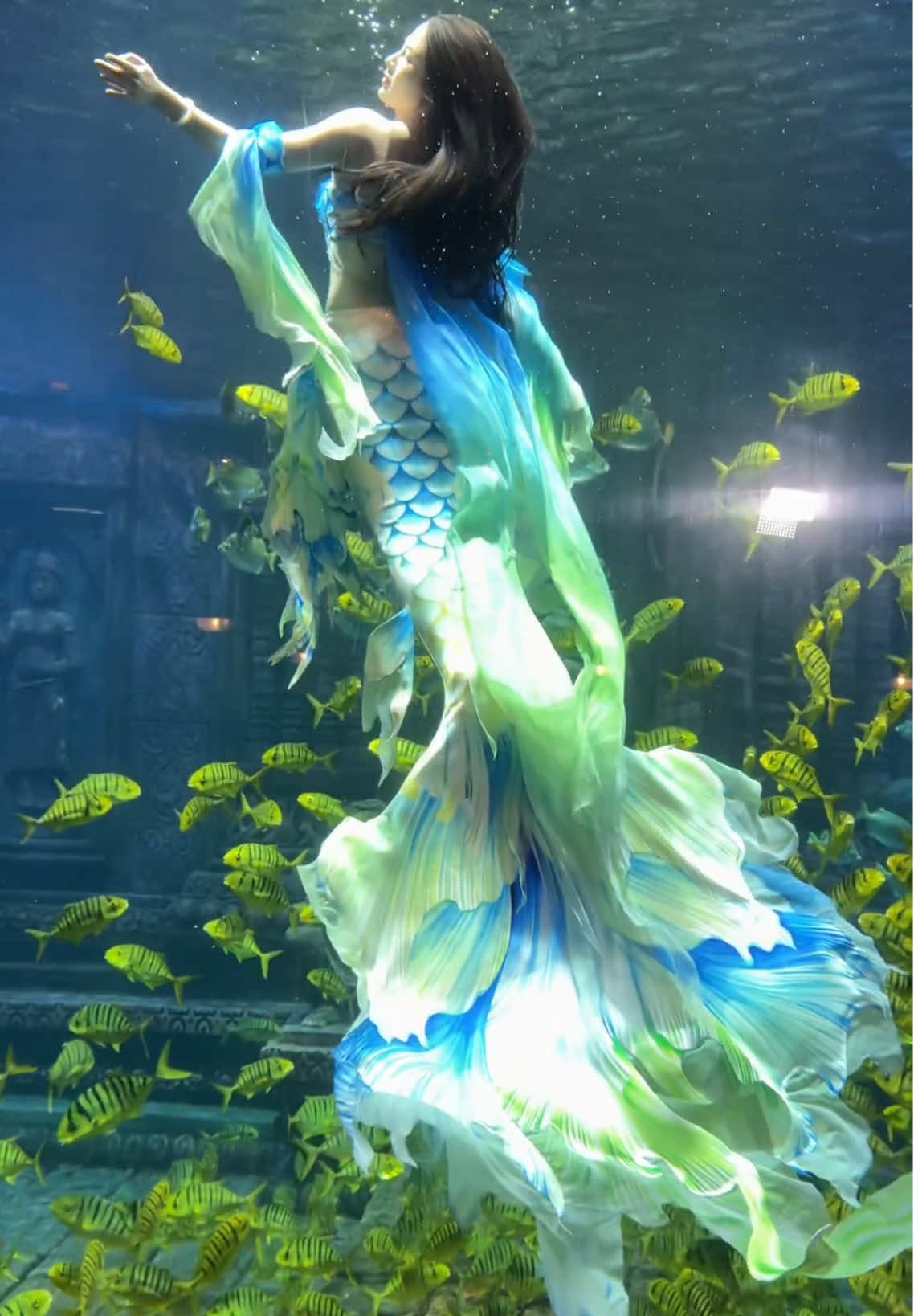 #aquarium #Glass #fancy #pet #Mermaid#fancy fish