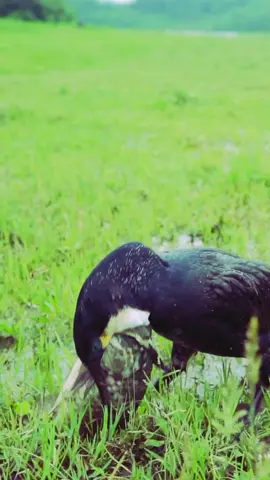 birds attack fish 🐟#aniamls #deer #foryou #beautiful #vairal #birds #foryoupage #moor #100k #eagle #attack #fish 