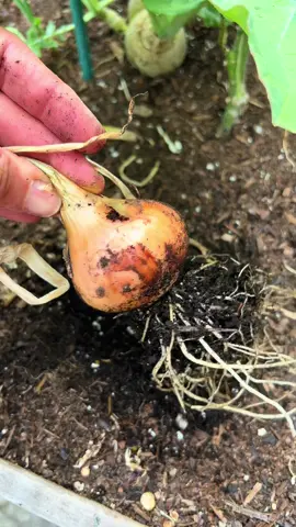 #sherisasgarden #sherisasgardening #onion #oniongarden #oniongardening #saladrecipe #homeandgarden #homeandgardening #homeview #homeviews 