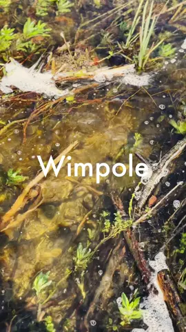 A beautiful national trust house just outside of Cambridge!  #wimpole #wimpoleestate #nationaltrust #cambridge #daysout #countryside 