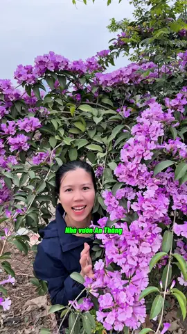 Hoa lan tỏi đuổi muỗi 🦟 #hoadepbonmua #nhavuonthangan #nhavuonanthang #hoaleo #hoalantoi #hoaleocong 