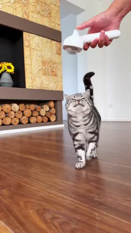 The way she leans into the brush... my heart! 😭💕#CatLove #tiktokshop #cat #spraycomb 