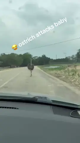 When your just tryna go through a drive thru safari 😂#beef #babys #animalsoftiktok 