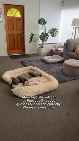 What are we? #funnydog #puppy #dog #pup #dogs #dogsoftiktok 