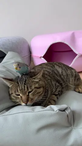 Interesting parrots.🦜 #🥰🥰🥰 #parrot #funnyvideos #funnyparrot #animals 