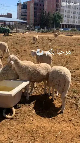 #خروف_العيد 