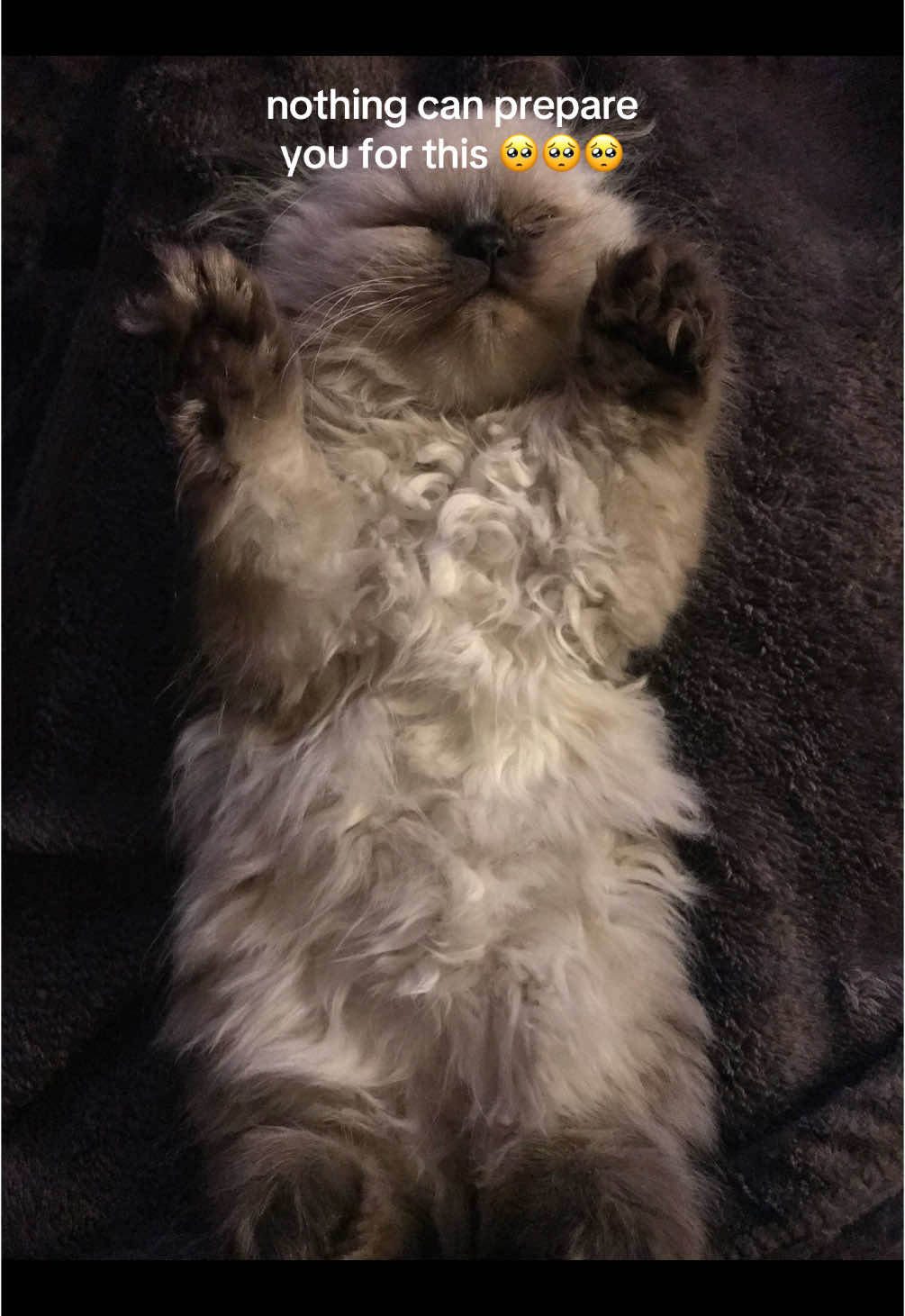 My little old grumpy lady 🥹 #kona #himalayan #cat #kitten #blueeyes 