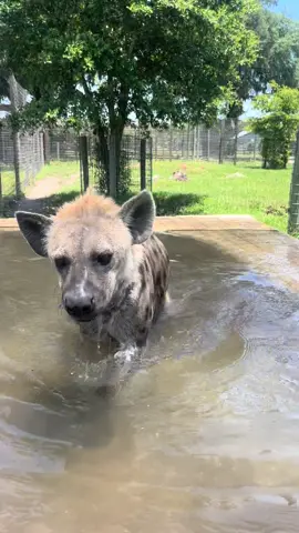 Sunday morning dip  #hyena #spottedhyena #sunday #goodmorning #splash #poolday #zoo #zoolife #zookeeper