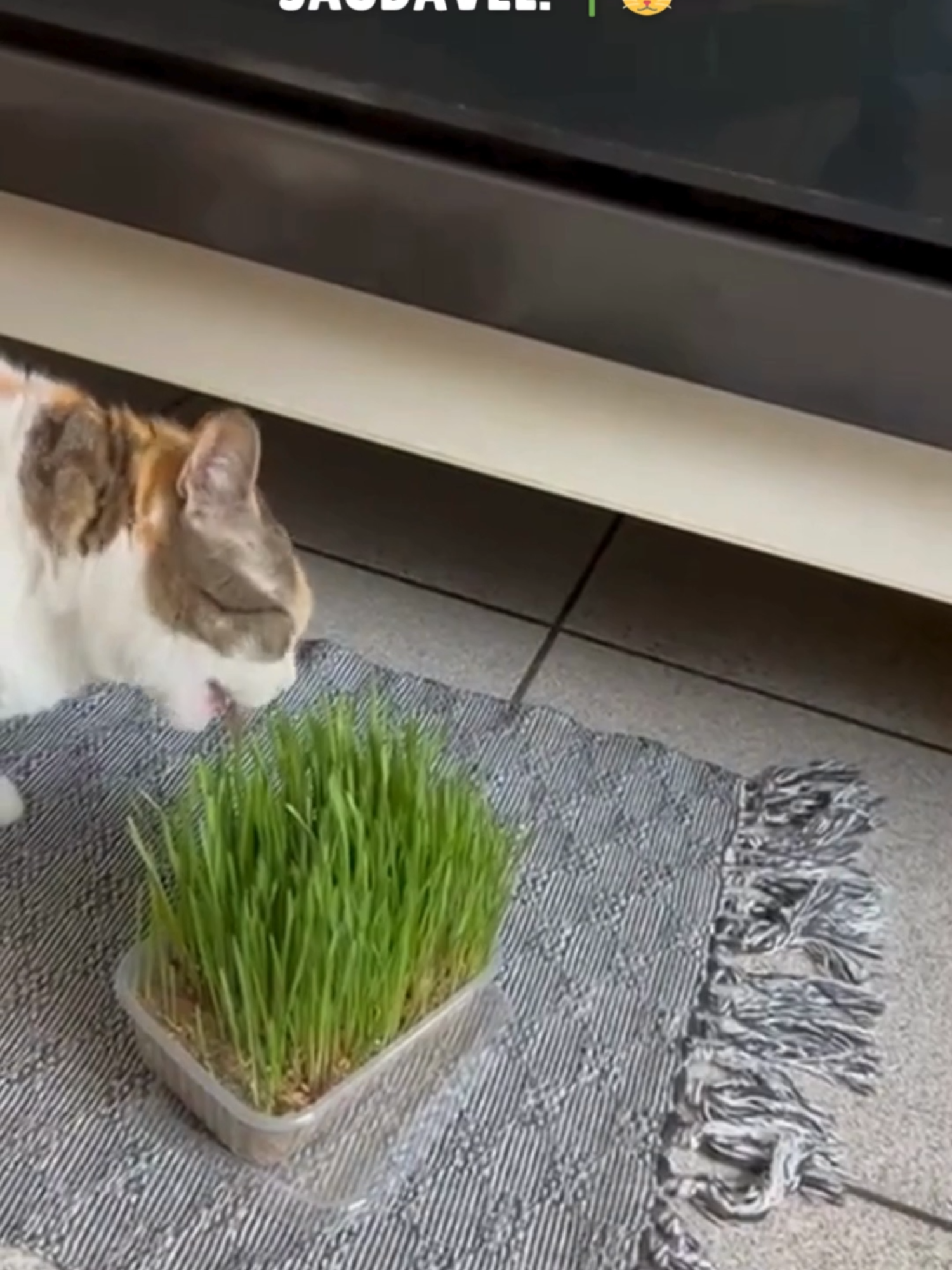 Ofereça graminha para seu gato! Ela ajuda na digestão e na eliminação de bolas de pelo e é fonte natural de vitaminas e minerais. Seu gato vai adorar! 🌿 Petisco 100% natural 🌿 Fácil de cultivar e não suja a casa Garanta já a sua! 😺✨ Disponível na: (Link na bio) Amazon Shopee Casa do Produtor #graminhasogato #graminhadegato #graminhapet #graminhaorganica #sogatocwb #biodegradavel #organicos #