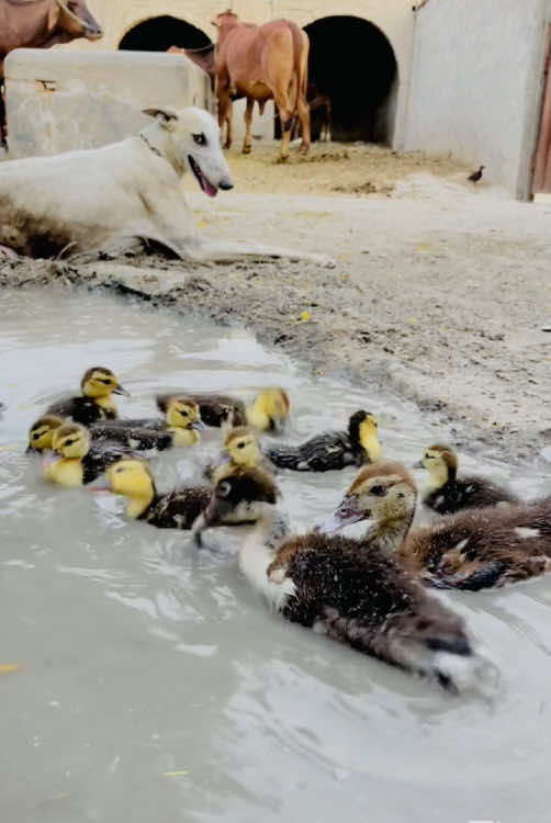 Ducks Baby Enjoy In Mud #ducks #duckbaby #babyduck #pets #gabbarpethouse @Rehman Ch Vlogs 