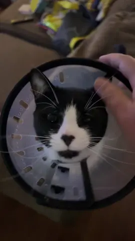 He literally didn’t care lmao #cat #fyp #carsoftiktok 