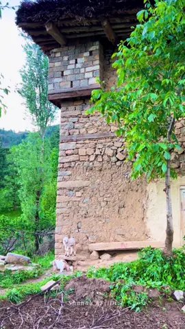Da Watan khukly jwand ⛰️ 🌸               #tirahvalley #explore #foryoupage #typ #peaceful #watan #viralvideo #tirahbeautyview #khyber #shahab_afridi313 