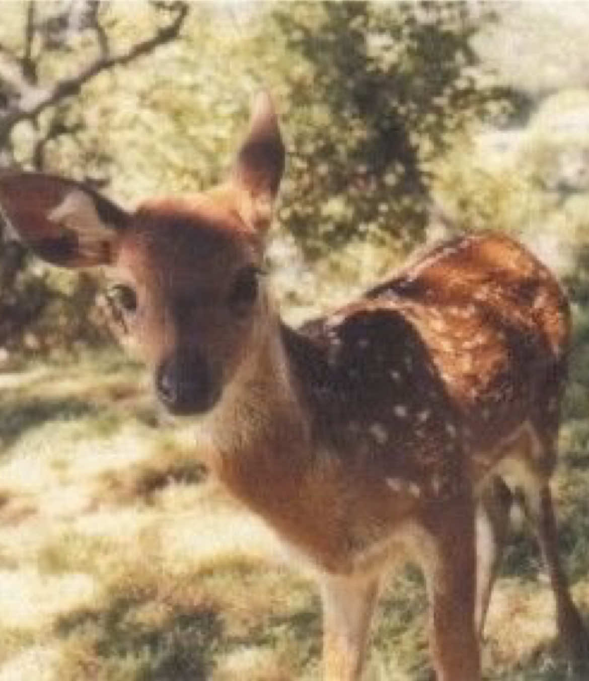 🦌🦌🦌.                                           #Pinterest #moodboard #deer 
