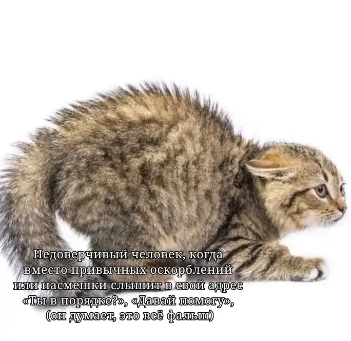Котики я вас так люблю ᕙ(⇀‸↼‶)ᕗ Я ПЕРЕВОД ЗАБЫЛ ПРОСТИТЕ 1cat : An incredulous person when, instead of the usual insults or ridicule, he hears 