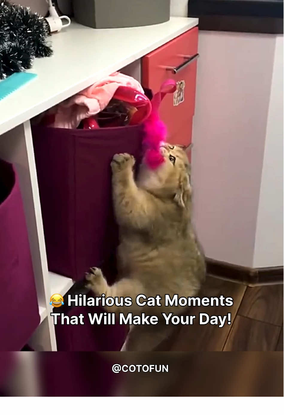 😂 Hilarious Cat Moments That Will Make Your Day 😂 #funnycats #funnycatsoftiktok #catoftiktok #catsvideo #gatos #gatostiktok 