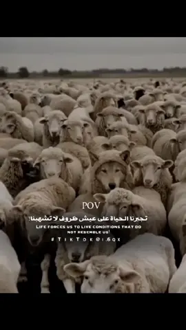 : POV  #pov  #fyp #viral #tiktok  #عبارات_حزينه  #مصمم_فيديوهات🎬🎵  #تصميمي 