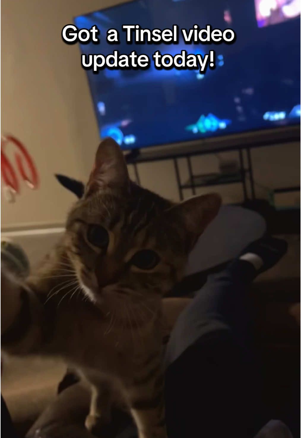Tinsel UPDATE 💜 Even though I miss her daily she is SO happy & loving her new life!! #catupdate #tinsel #catadoption #kittensoftiktok #catfetch #catplaytime 