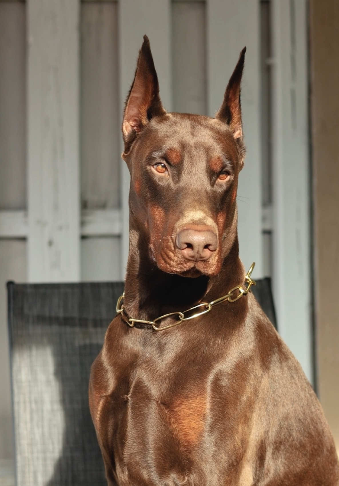 One of a kind. Always was. ✨⭐️💫🌠🎖️🌟🤩 #doberman #dobermanpinscher 