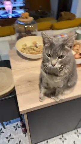 Mon nouveau médecin traitant ❤️ #chat 