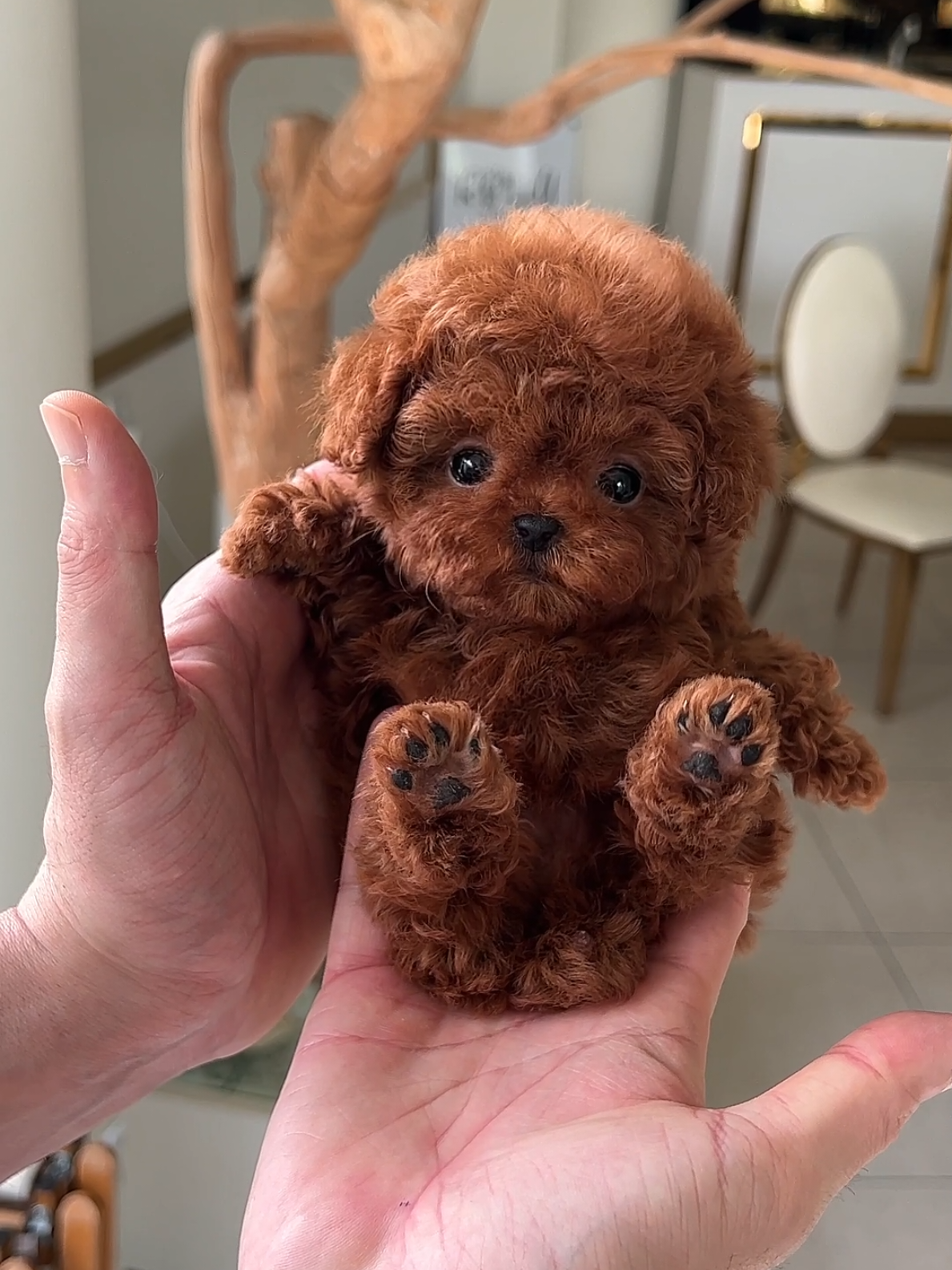 Teddy bear like deep red poodle Arlo ❤️🙆‍♂️ . #redpoodle #redpoodlepuppy #teacuppoodle #poodlepuppy 