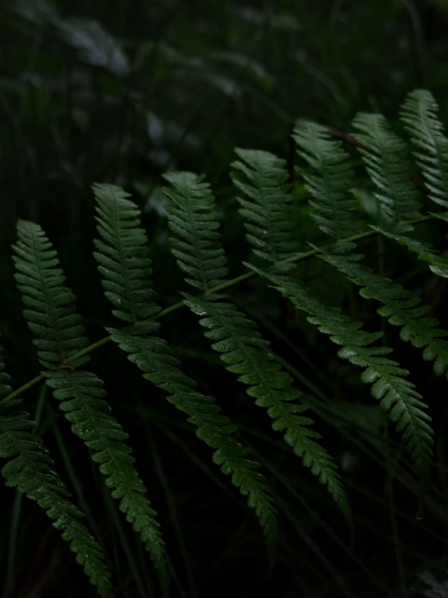rainy leaves #fyp #nature #highquality #photography #4k #forest #flower #rain #leaves