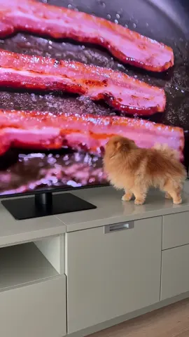 Mom said she’s been wanting to make this video for a while just to see my reaction 🤣, and voila, I hope it was real because I wanna eat the whole bacon 🥲🙃😋 Happy Sunday furfriends 💓 #Pomeranian #PomeranianPuppy #PomeranianLove #PomeranianLife #PomeranianDog #PomeranianOfTikTok #PomeranianCutie #PomPuppy #PomLover #PomLife #Pommy #DogsofTikTok #CutestPom #FluffyDog #SmallDogLove #DogsofInstagram #DogLove #PetsOfTikTok #CutePets #pyg #furryfriends #dogstagram #foryoupage #FYP #ForYou #Viral #TikTokChallenge #Trending #TikTokDance #ExplorePage #FunnyVideos #LifeHacks #ViralVideos