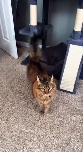 Best of cata #fyp #funny #cat #catsoftiktok #cute #pet #animals 
