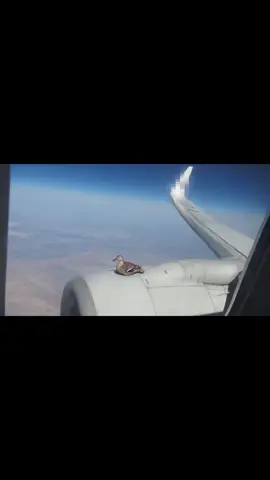 bro is flying for free (song: ilyTOMMY - pretty ho3) #ilytommy #foryou #fyppppppppppppppppppppppp #fypシ゚viral #duck #bird #airplane #airplanes #meme #viral #barstoolsports #pubity #flying #hoodtrap #jerk #undergroundmusic #tiktok 