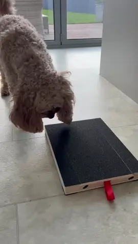 I absolutely love updates from my client’s!  Here is the gorgeous Sam from my training crew who is trying out his new scratch board 😍 Such a clever boy and he looks so proud!! 😍 I am selling treat tubes, scratch boards and a NEW product coming soon to help with loose lead walking 🤩 #smallbuisness #treats #scratchboard #nomorestress #fun #games #positivereinforcement #obsessed #maldon #essex 