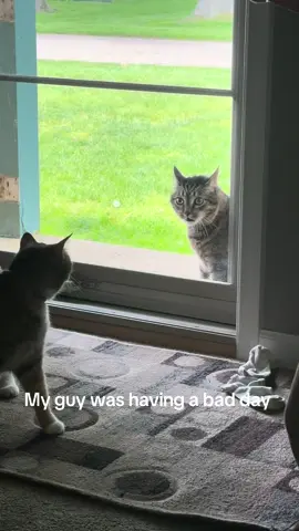 Had an unhappy visitor today. Maybe my cats learned a lesson that it’s unsafe in these streets 🤣 #cats #catsoftiktok #funny #catscreaming #fyp 