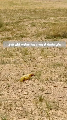 الله يديم النعمه  #ضب #ضبان #مقناص #صيد 