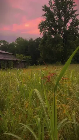might delete this later #nature #fyppppppppppppppppppppppp #Summer #farm #rain #aesthetic #overgrown #country 