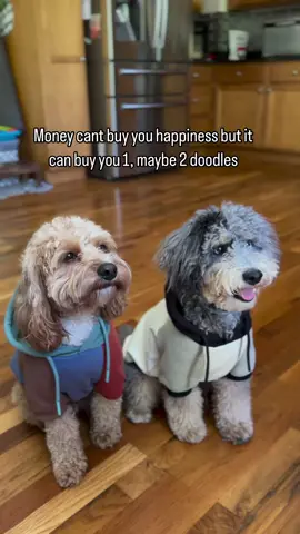 Wait isn't THAT the definition of happiness!?!? 🤔 #sparkpaws #sparkpawsofficial @fozzi_nuggs