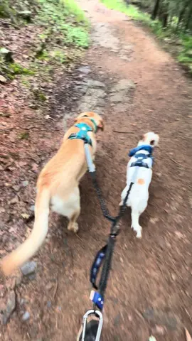 #servicedog #servicedogintrainingpuppy #servicedogintraining #servicedoglife #servicedoghandler #servicedogteam #psychiatricservicedog #autismservicedog #ptsdservicedog #psychiatricservicedogssavelives #sdit #servicedogintraining #DogTraining #servicedogschangelives #servicedogeducation #servicedogsgetdaysoff #servicedogsoftiktok #mentalhealthmatters #MentalHealthAwareness #endthestigma #selfharmsurvivor 