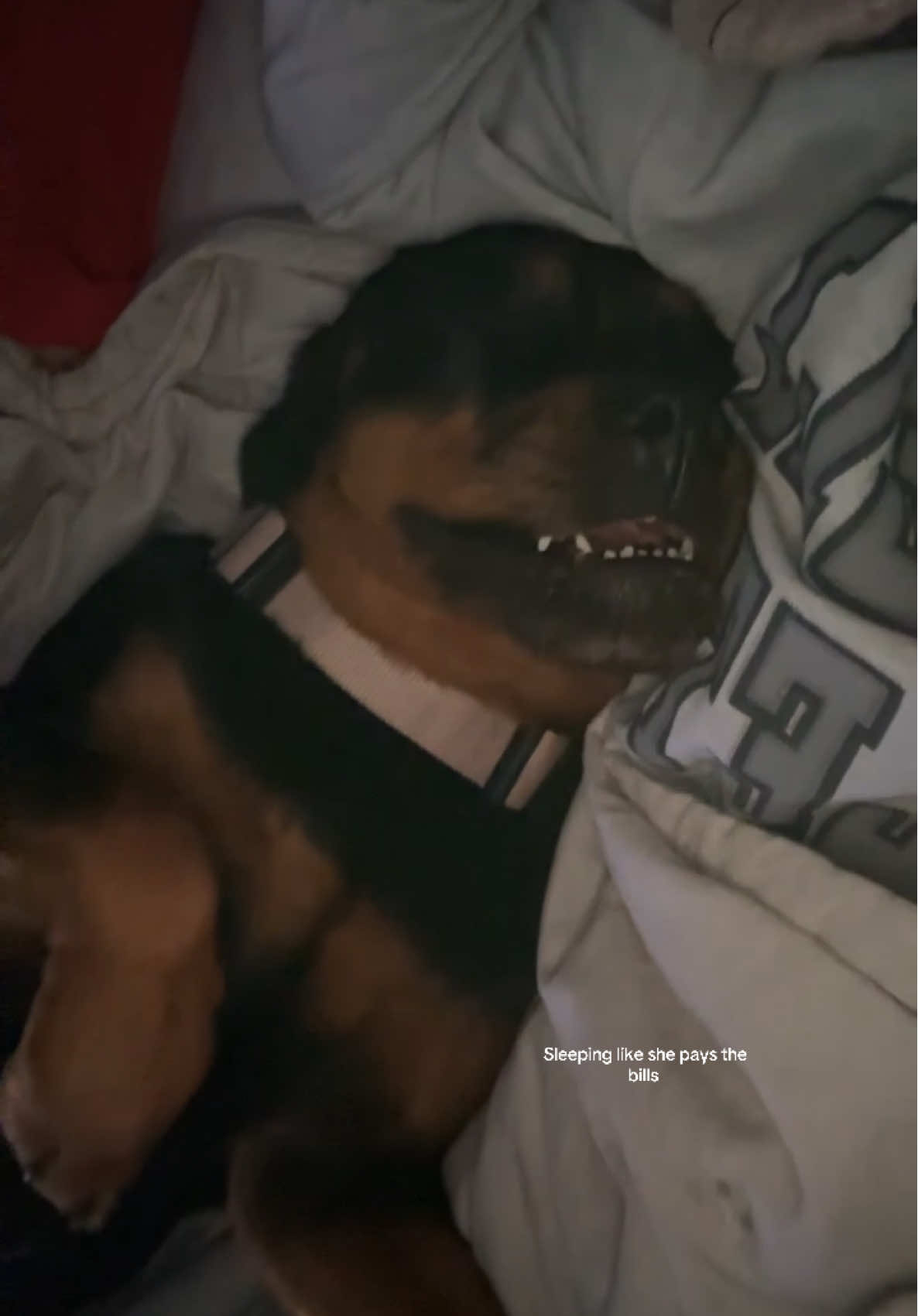 The laziest  #fyp #dogsoftiktok #rottweiler 