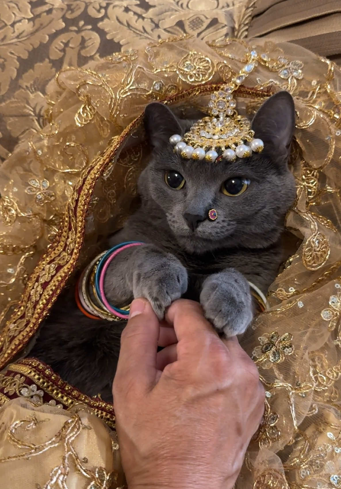 she made this sari for her (she never made one for me) 🧍‍♀️ #cats #fyp #fypage #catsoftiktok #catlover #catmom #cat #cattok 