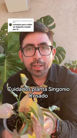 Respuesta a @Elisa Mon acá te dejo unos tips para el #singoniorosa #singoniopink #singonio #singonioconfetti #plantas 
