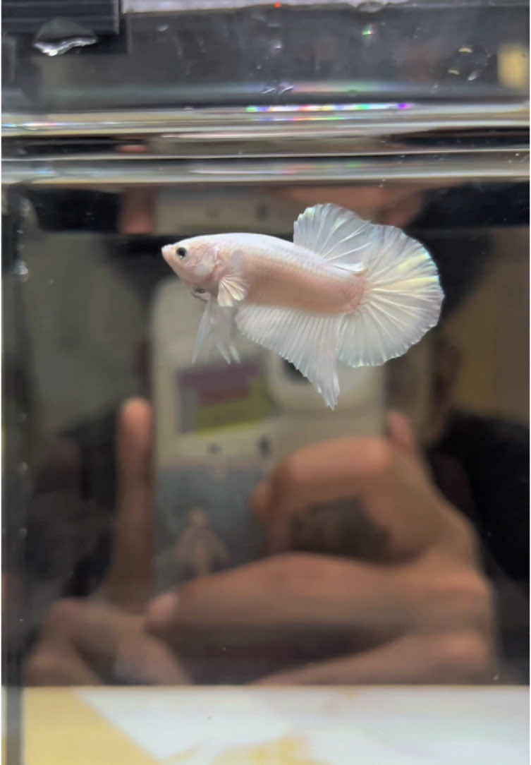 PUTRA SALJU 🥶🥶🥶  #pk #white #platinum #whiteplatinum #wp🤍 #wp #pkwp #wpp #cupang #cupanghias #cupanghiasindonesia #cupangindonesiaofficial #ikan #ikanhias #ikancupang #cupanglovers #fyp #fypage #fypシ゚ 