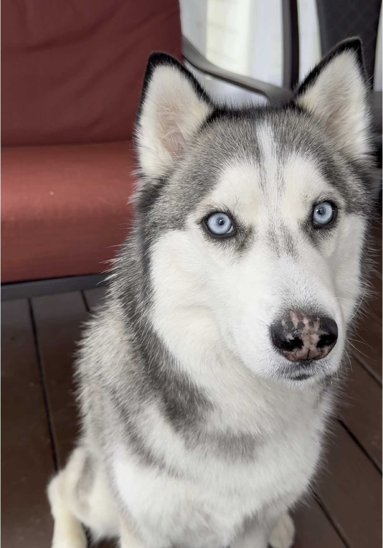 Anything for treats!  #huskies #siberianhuskies #husky #huskysoftiktok #talkingdogs #dogseating #dogvideo #sassydog #spoileddogs #cutedoggo #funnydogvideo #dogtok #foryouuuu 
