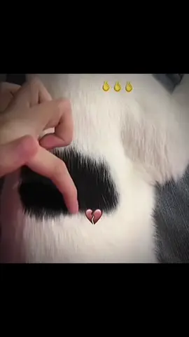 #mrbombastic #positivity #viral #trending #fyp #memes #bestfunny #magic 