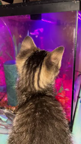 She realized that there are fish in the tank, lol. BonBon is a cutie.