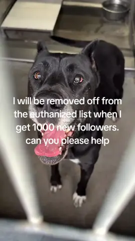 Update: Sadly these sweet girls were euthanized. 🕊️🌈😭 🚨 HAIL MARY! LAST CALL! BETTY BOOP + OLIVE WILL BE KILLED 5/15/25  2PM IF NO RESCUE IS FOUND! Please share for foster. 🚨 Betty Boop and Olive are looking for a second chance at a happy life. These two Cane Corsos have been inseparable, and their bond is truly special. When people approach their kennel, they whine, revealing their gentle and sensitive nature. Despite their large stature, they’re soft-hearted and deserve a loving home where they can feel safe and cherished. They’ve been at the shelter since May 3, and it’s time for them to find their forever family. Can you open your heart and home to these two loving companions? Let’s share their story and find them a forever home where they can stay together and 